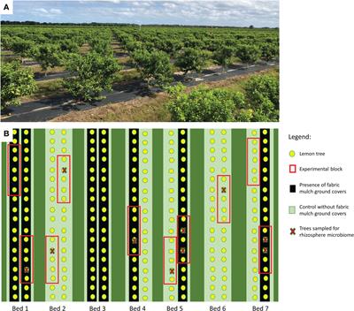 Effect of fabric mulch ground covers on lemon trees rhizosphere microbiome in Florida flatwood soils
